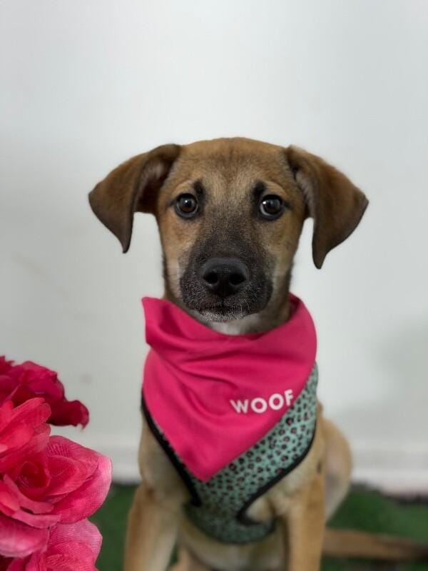 Roger-One of our Amazing Rescue Dogs