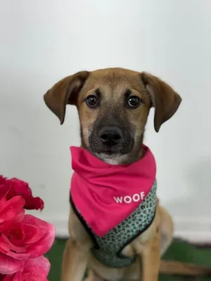 Roger-One of our Amazing Rescue Dogs
