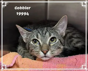 COBBLER see also BISCUIT