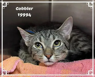 COBBLER see also BISCUIT