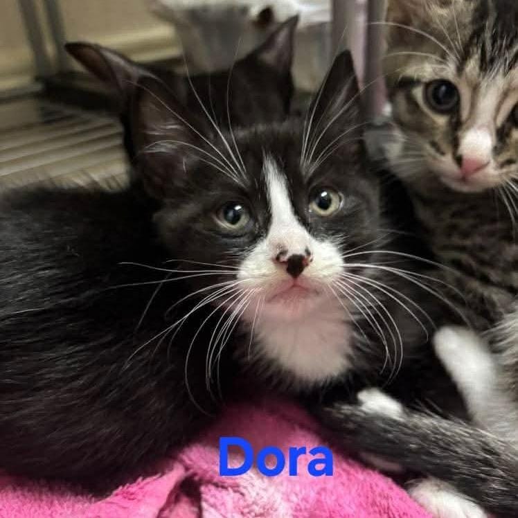 Dora