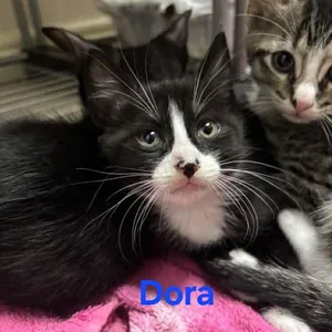 Dora