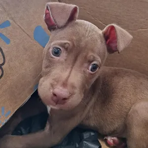 Nyla