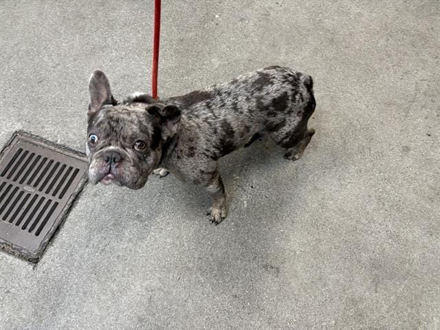 BUGSY