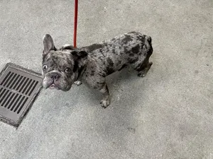 BUGSY
