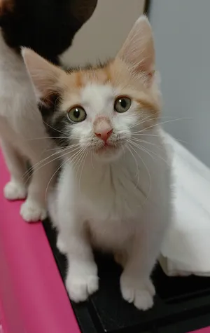 Mary Jane (PG5 Litter)