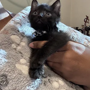 Percy