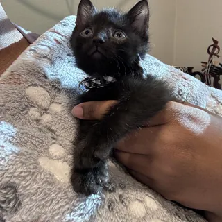 Percy