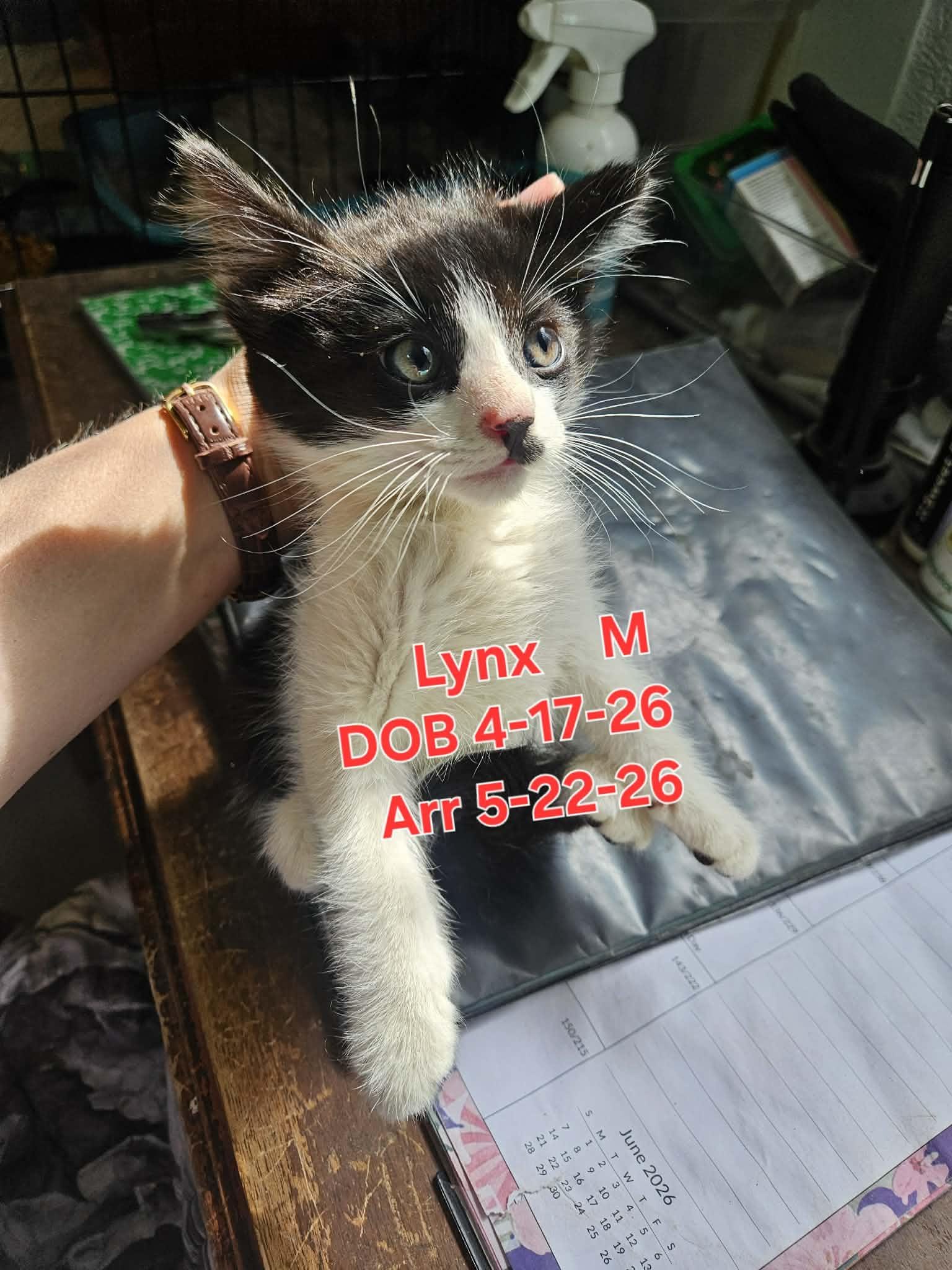 Lynx