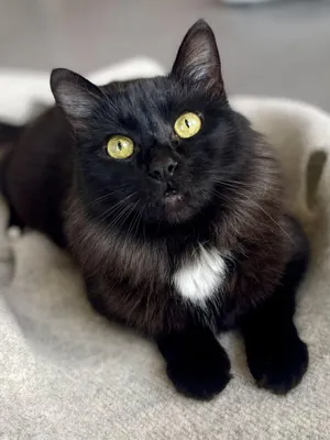 Pommi