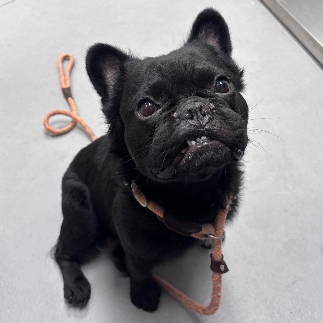 06/09/2026-Stray-NorrisRoad/EdgewoodRoad