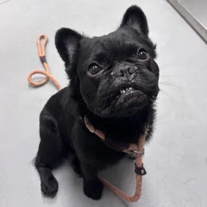 06/09/2026-Stray-NorrisRoad/EdgewoodRoad
