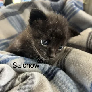 Salchow C11255