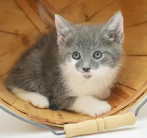 Cleo is a delight FLuffy adorableness in a silver package