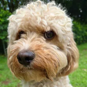 Teddy (Benefactor Dog)