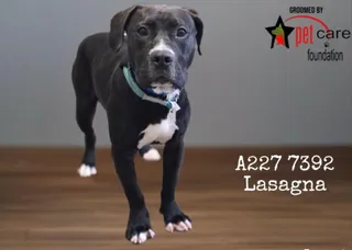 LASAGNA