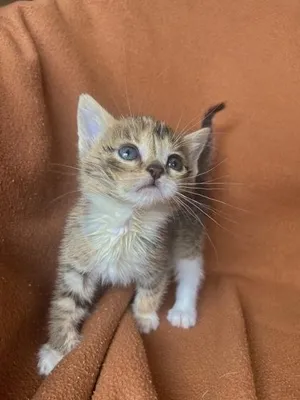 Cora