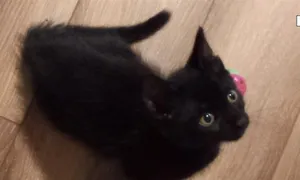 ELI