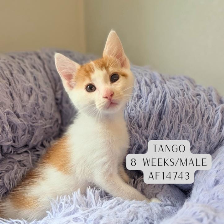 Tango