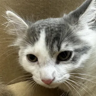 Gracie