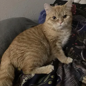Smoosh