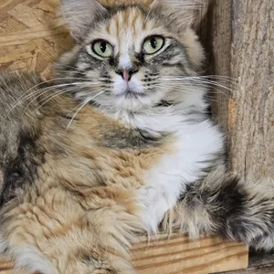 Meringue