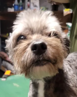 Penelope