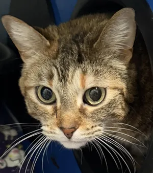 Peanut