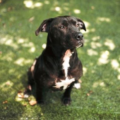 Roxy