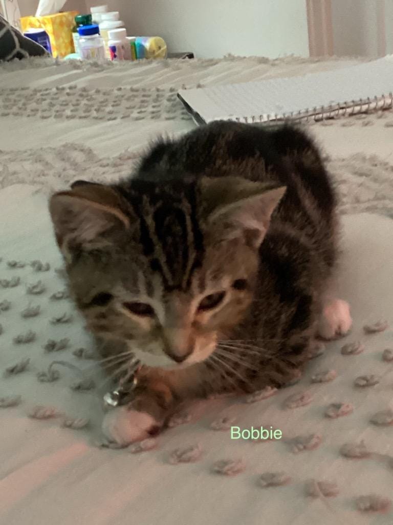 Bobbie