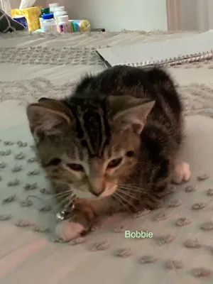 Bobbie