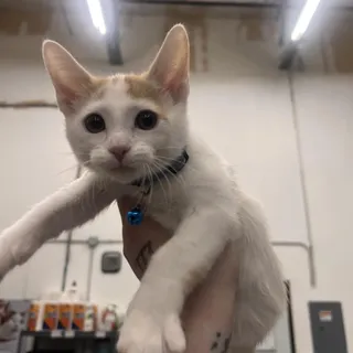 Dewey