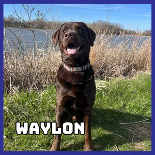 Waylon