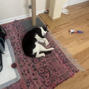 Oscar