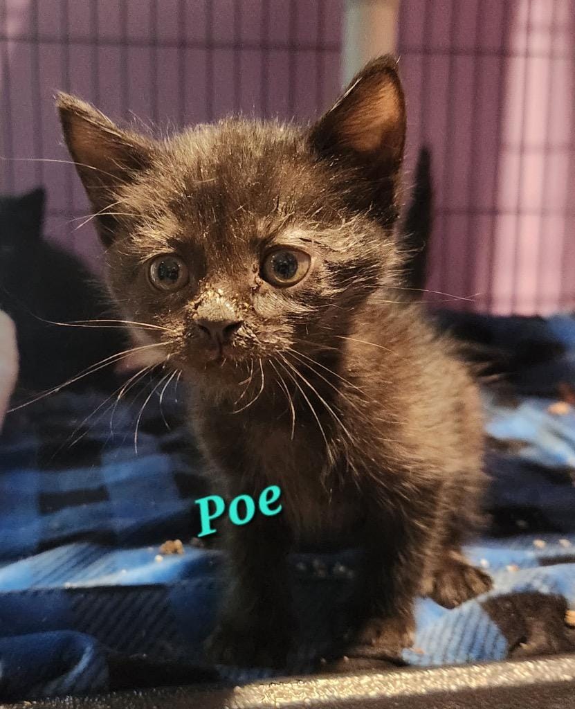 Poe