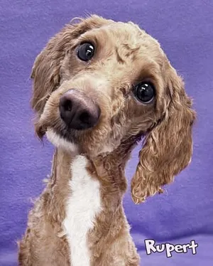 Rupert