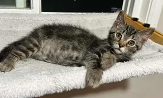 Titus