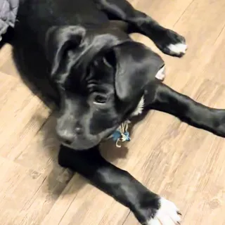 Atlas