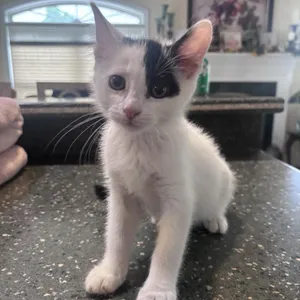 Milo
