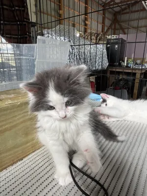 Rain - The Phoenix Litter