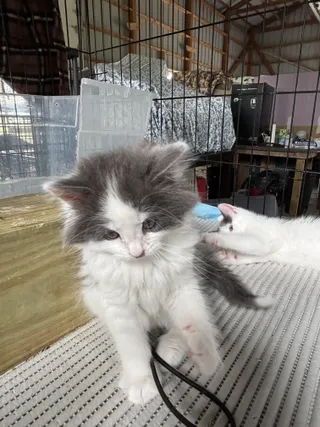 Rain - The Phoenix Litter