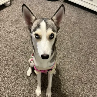 Elsa is looking for a foster and adopter