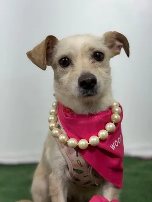 Rose-One of our Amazing Rescue Dogs