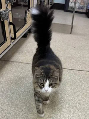 Kibby $100