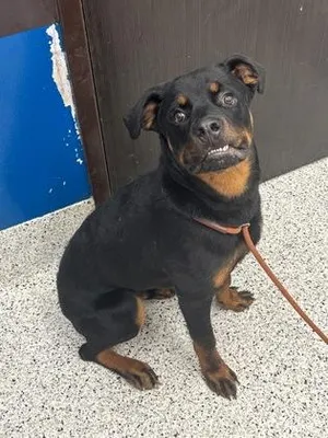 LANCE A ROT