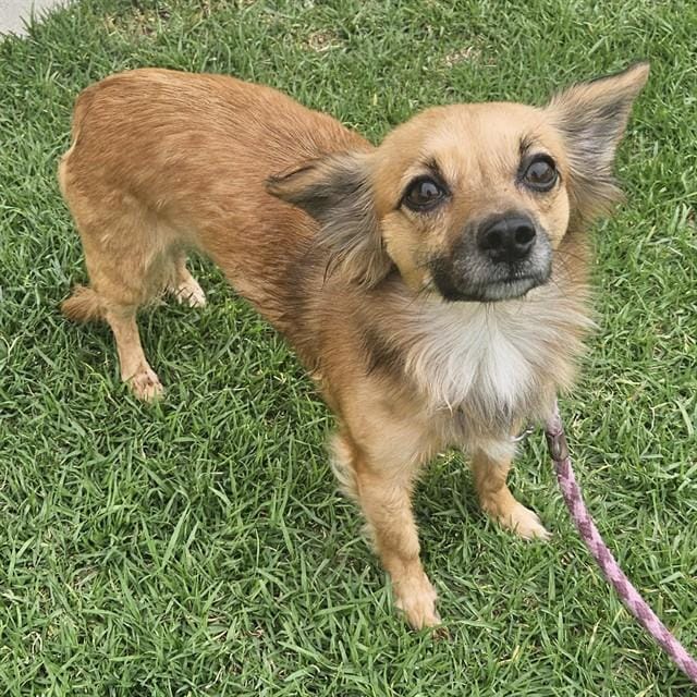 HAZEL