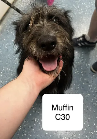 Muffin
