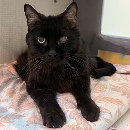 Salem