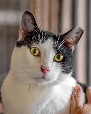 Basil