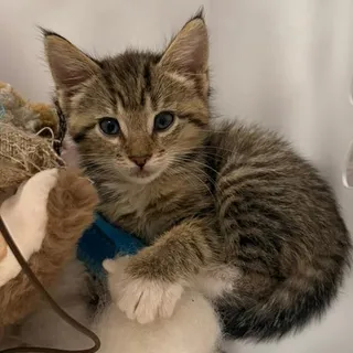 Theodore